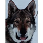 Accoppiamento - Foto n. 4