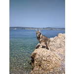 Accoppiamento - Foto n. 6