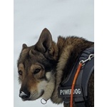 Accoppiamento - Foto n. 7