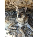 Accoppiamento - Foto n. 8