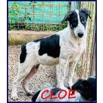 🐶 Altra Razza femmina in adozione a Roma (RM) e in tutta Italia da privato