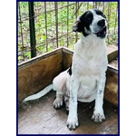 Cloe Recuperata in Strada Affamata e Spaventata - Foto n. 2