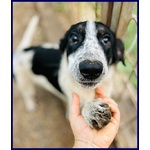 Cloe Recuperata in Strada Affamata e Spaventata - Foto n. 3