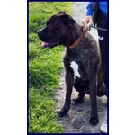 Tyson 3anni Bravo Rimasto Solo! - Foto n. 2