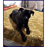 Tyson 3anni Bravo Rimasto Solo! - Foto n. 4