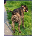 Tyson 3anni Bravo Rimasto Solo! - Foto n. 5