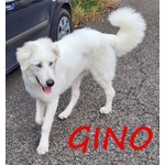 🐶 Pastore Maremmano maschio in adozione a Milano (MI) e in tutta Italia da privato