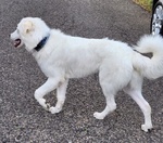 Gino Giovane Dolcissimo Pastore Maremmano - Foto n. 3