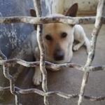 Takeshi Bravo e Socievole - 30kg - Foto n. 2