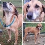 🐶 Altra Razza maschio in adozione a Milano (MI) e in tutta Italia da privato