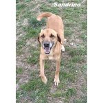 Sandrino un Dolce Simpaticone - Foto n. 3