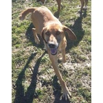 Sandrino un Dolce Simpaticone - Foto n. 6