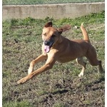 Sandrino un Dolce Simpaticone - Foto n. 8