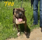 Tea 4anni un Amore di Pitbullina - Foto n. 2