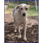 Calu' 2anni Tenera Cagnolina - Foto n. 2