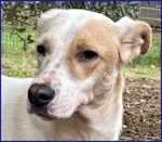 Calu' 2anni Tenera Cagnolina - Foto n. 3