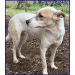 Calu' 2anni Tenera Cagnolina - Foto n. 5