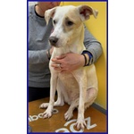 Calu' 2anni Tenera Cagnolina - Foto n. 6