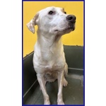 Calu' 2anni Tenera Cagnolina - Foto n. 7