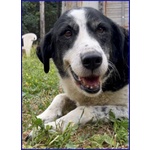 🐶 Altra Razza femmina in adozione a Milano (MI) e in tutta Italia da privato