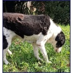 Chianina Dolce Nonnina Patatona tg Mediogrande - Foto n. 3