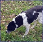 Chianina Dolce Nonnina Patatona tg Mediogrande - Foto n. 4