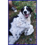 Chianina Dolce Nonnina Patatona tg Mediogrande - Foto n. 5