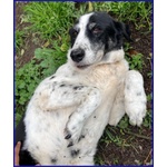 Chianina Dolce Nonnina Patatona tg Mediogrande - Foto n. 6