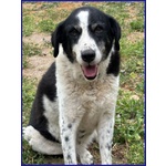 Chianina Dolce Nonnina Patatona tg Mediogrande - Foto n. 7