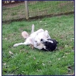 Chianina Dolce Nonnina Patatona tg Mediogrande - Foto n. 8