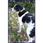 Chianina Dolce Nonnina Patatona tg Mediogrande - Foto n. 9