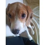 🐶 Beagle femmina di 4 mesi in vendita a Cava de' Tirreni (SA) da privato