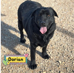 Dorian Splendido Labrador 3 anni e Mezzo Cerca casa - in Adozione - Foto n. 1
