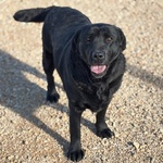 Dorian Splendido Labrador 3 anni e Mezzo Cerca casa - in Adozione - Foto n. 3