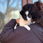 Taco Dolce Cucciolo 2 mesi Taglia mini Cerca casa - in Adozione - Foto n. 3
