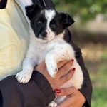 Taco Dolce Cucciolo 2 mesi Taglia mini Cerca casa - in Adozione - Foto n. 4