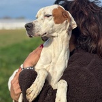 Marmellata Dolce Pointer 2 anni Cerca casa - in Adozione - Foto n. 2