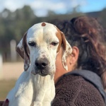 Marmellata Dolce Pointer 2 anni Cerca casa - in Adozione - Foto n. 3