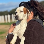 Marmellata Dolce Pointer 2 anni Cerca casa - in Adozione - Foto n. 5