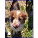 🐶 Altra Razza maschio in adozione a Milano (MI) e in tutta Italia da privato