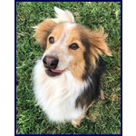 Perseo 8anni un bel Tipetto! tg Mediopicc. - Foto n. 2