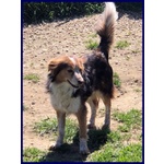 Perseo 8anni un bel Tipetto! tg Mediopicc. - Foto n. 6