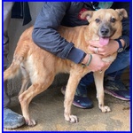 🐶 Altra Razza femmina in adozione a Milano (MI) e in tutta Italia da privato