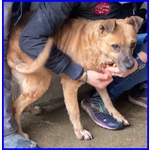 Oriana 10 anni Dolcissima Nonnina tg Mediopicc. - Foto n. 2