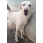 🐶 Altra Razza maschio in adozione a Milano (MI) e in tutta Italia da privato