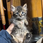 Leo Dolce Micino a pelo Lungo Cerca casa - in Adozione - Foto n. 2