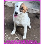 🐶 Altra Razza femmina in adozione a Milano (MI) e in tutta Italia da privato