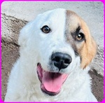 Mascherina Cucciolona Simil jack Russell tg Mediopiccola - Foto n. 2