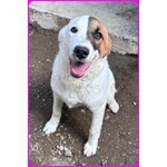 Mascherina Cucciolona Simil jack Russell tg Mediopiccola - Foto n. 3