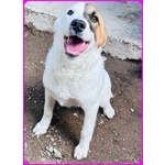 Mascherina Cucciolona Simil jack Russell tg Mediopiccola - Foto n. 4